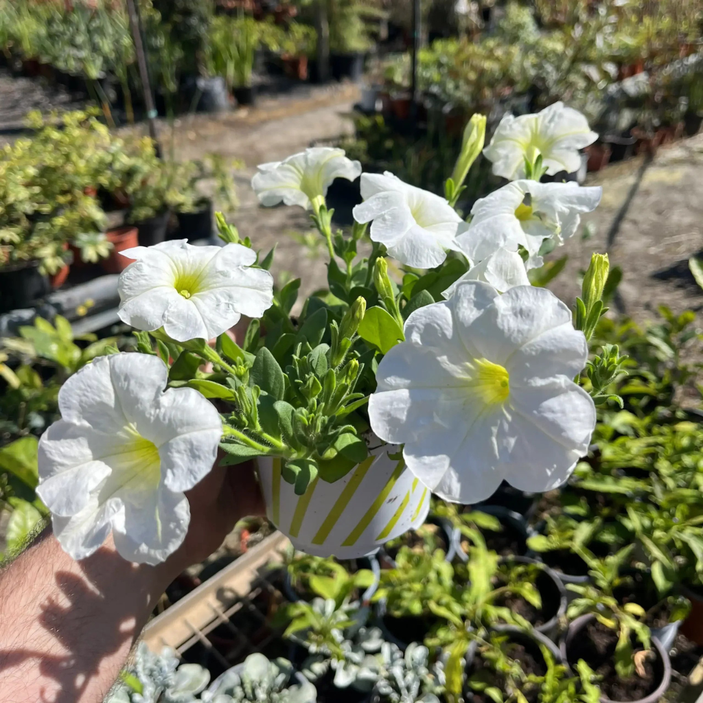 צמח פטוניה עם פרחים לבנים גדולים ברקע של משתלה