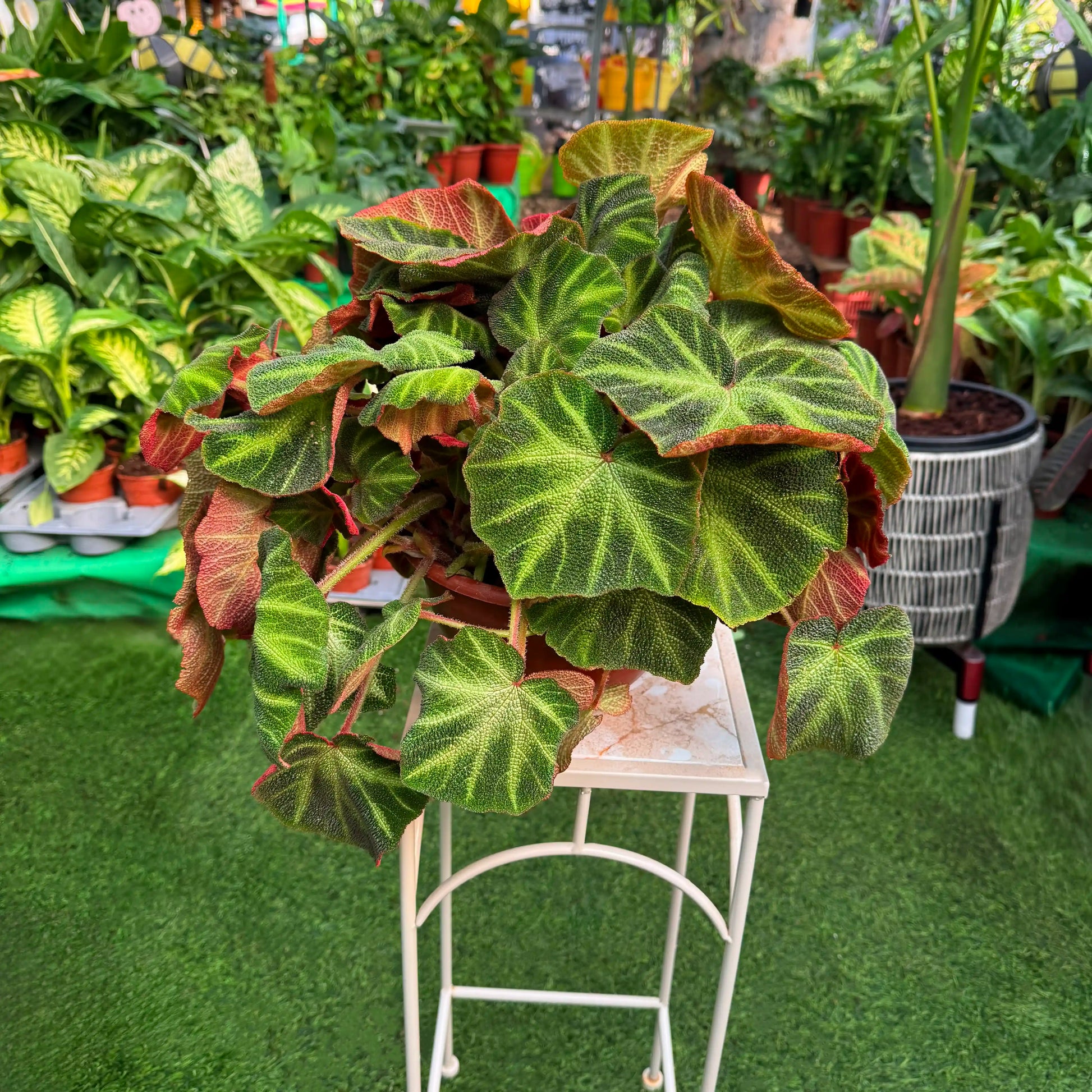 צמח ביגוניה סולי מטטה עם עלים ירוקים בגוונים מדהימים ברקע של משתלה