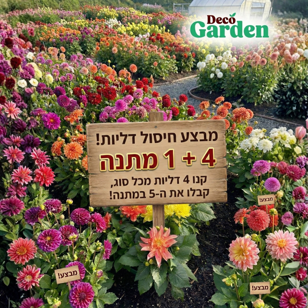 דליה קוטר עציץ 12 ס"מ (רב שנתי לגינה)