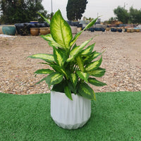 כד יהלום עם צמח דיפנבכיה