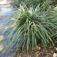 צמח ליריופה