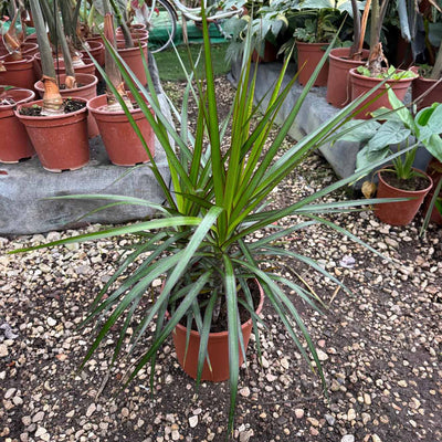 דרצנה מרגינטה עציץ 20 רב שנתי