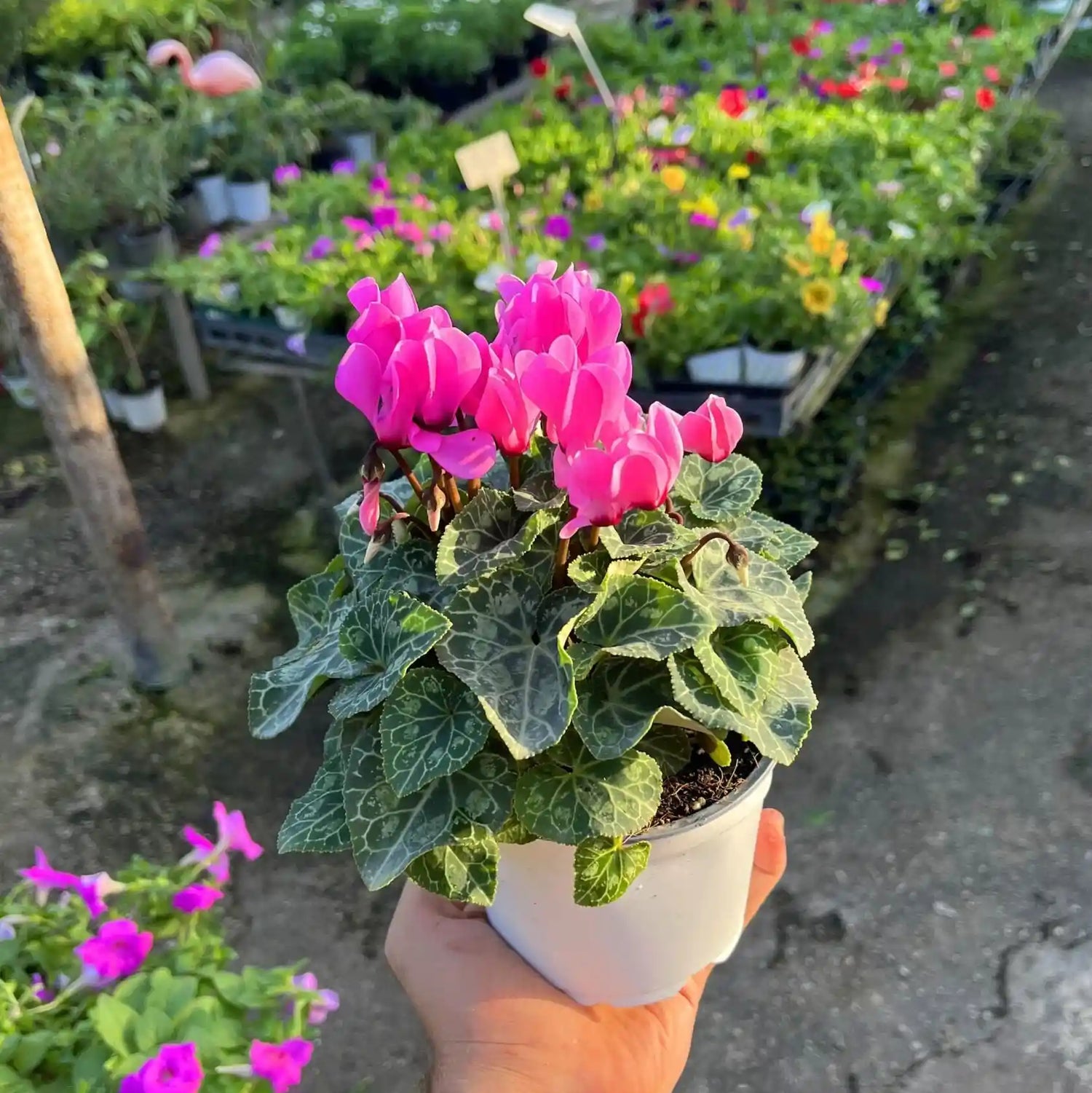 צמח רקפת עם פרחים ורודים בעציץ לבן שיד מחזיקה