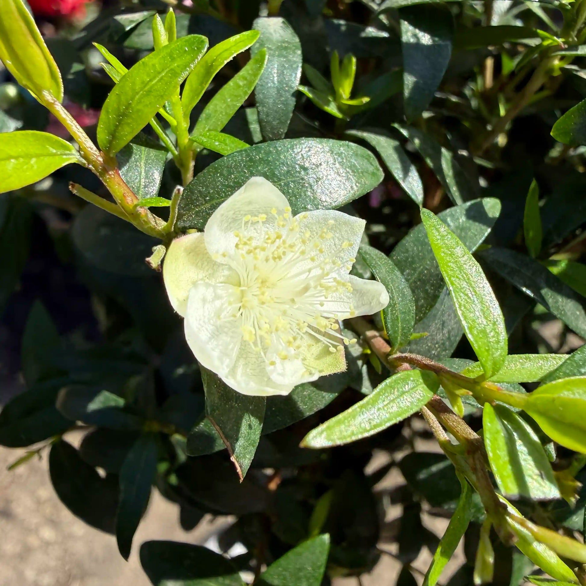 White flower with green leaves on a blurred natural background