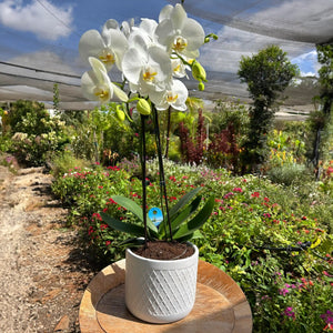 סחלב לבן עם כד לבן