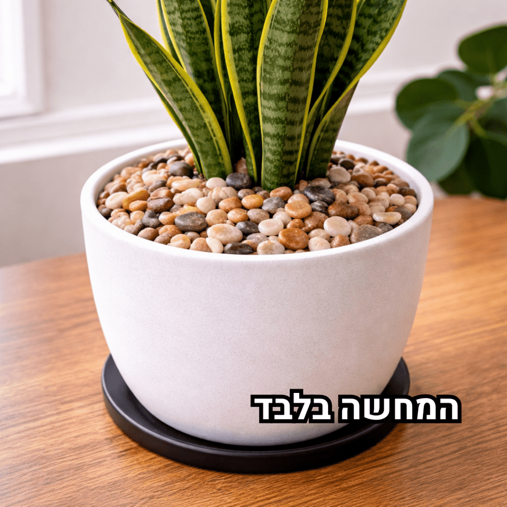 Potted snake plant with decorative pebbles on a wooden surface