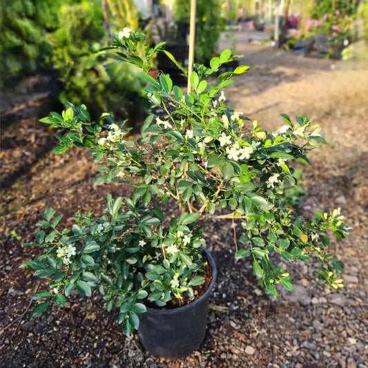 צמח מוריה מכבדית עם עלים ירוקים ופרחים קטנים לבנים ברקע של משתלה