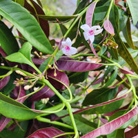 פרח של צמח בת אביב עם עלים ירוקים סגולים