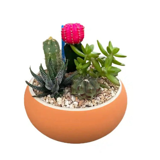 Small orange pot with a variety of succulents and cacti on a white background