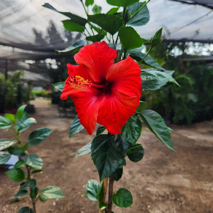 היביסקוס רב שנתי לגינה