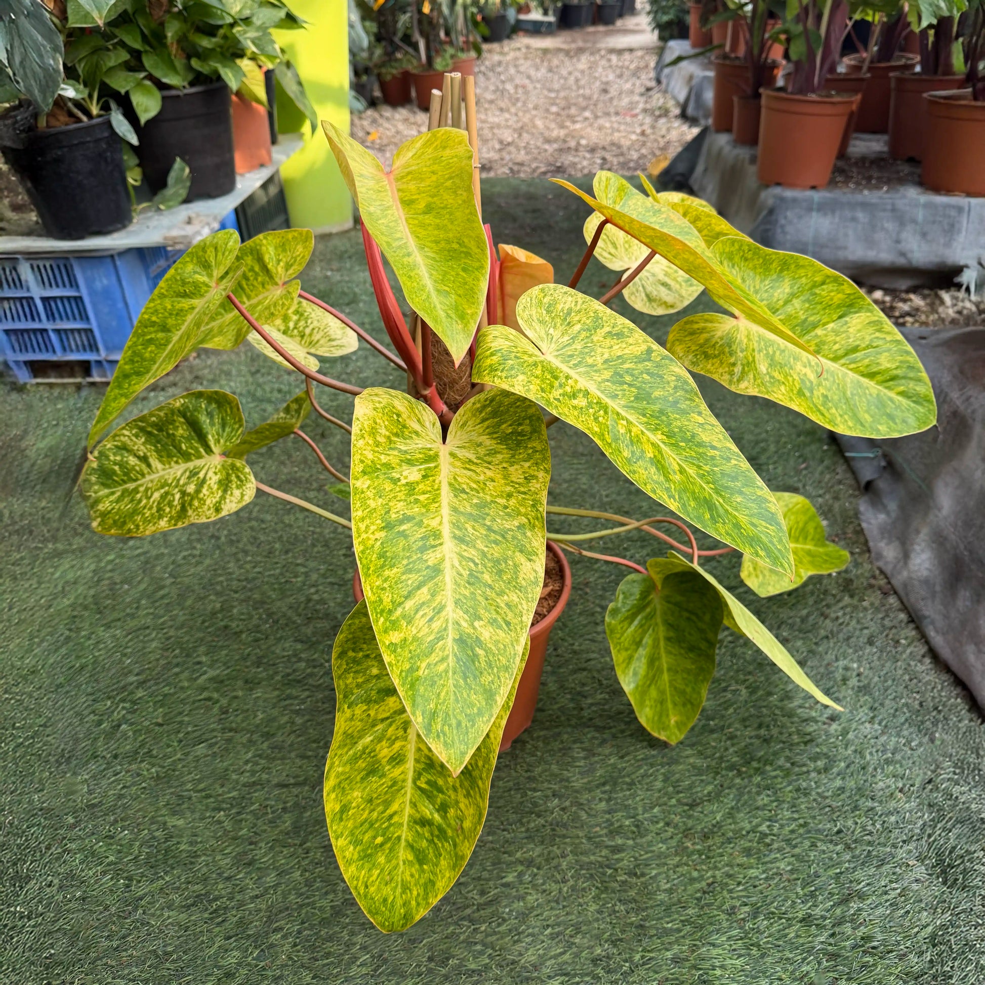 פילודנדרון פיינטד ליידי עם עלים ירוקים צהובים גדולים ברקע של משתלה