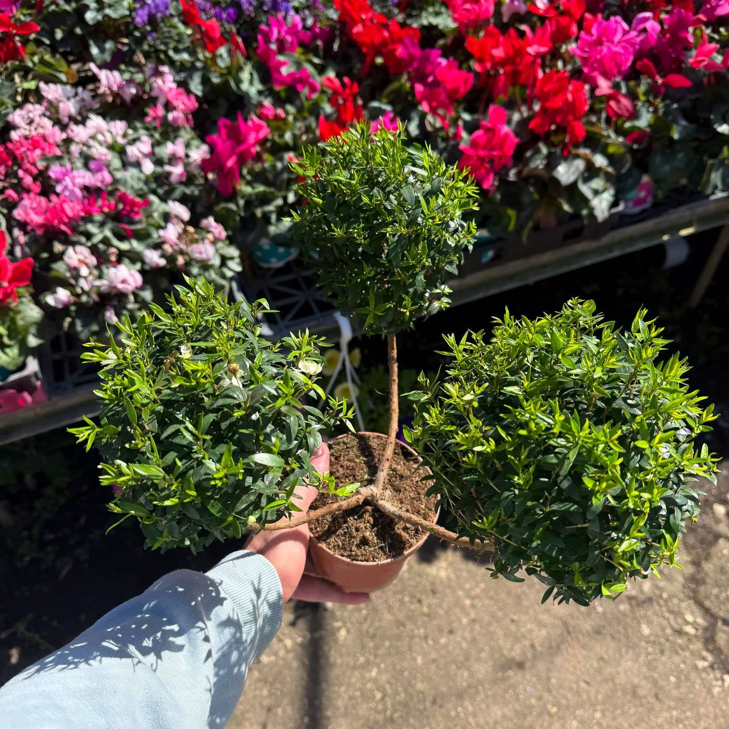 Person holding a small potted plant with a background of colorful flowers