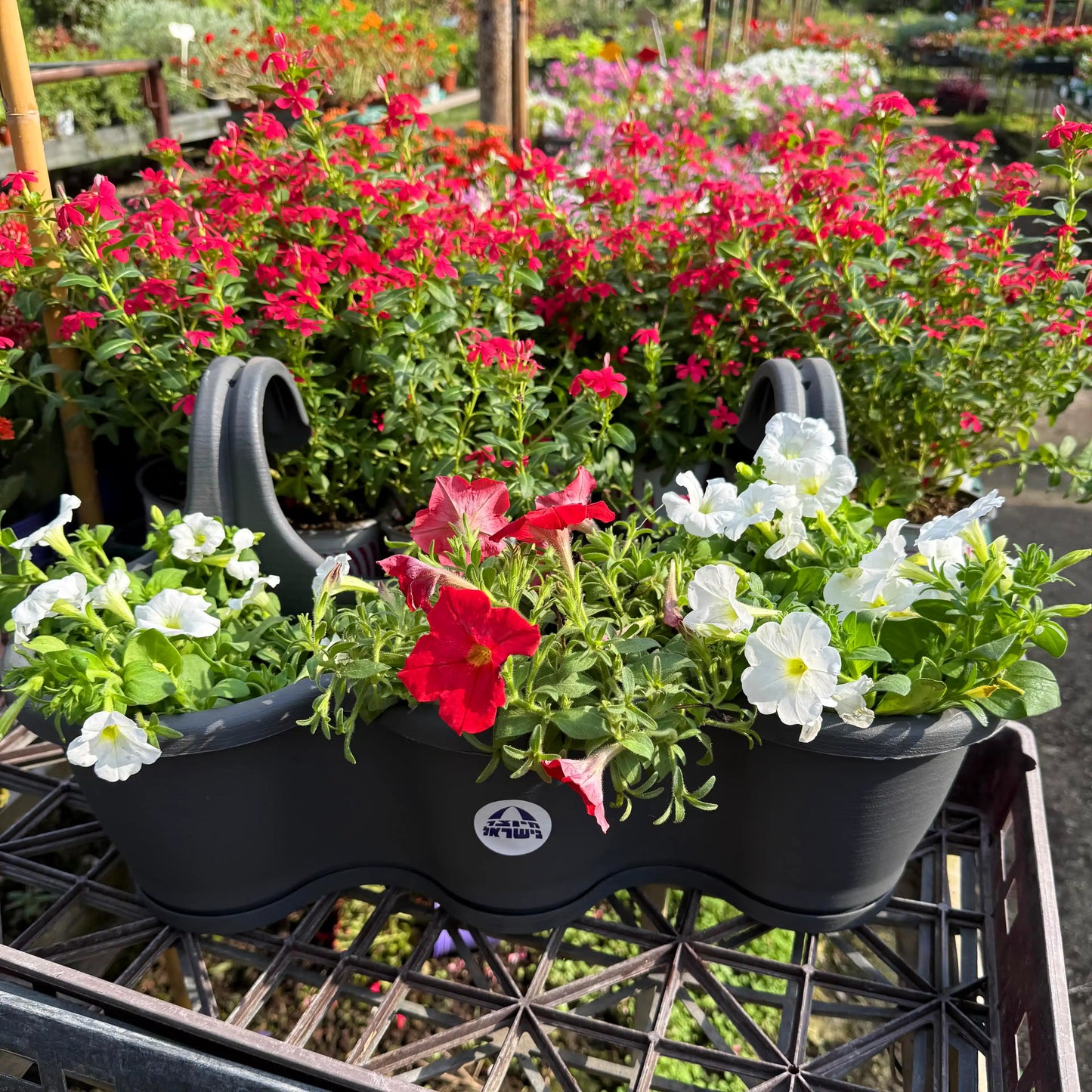 Black plastic plant holder with flowers in a garden setting