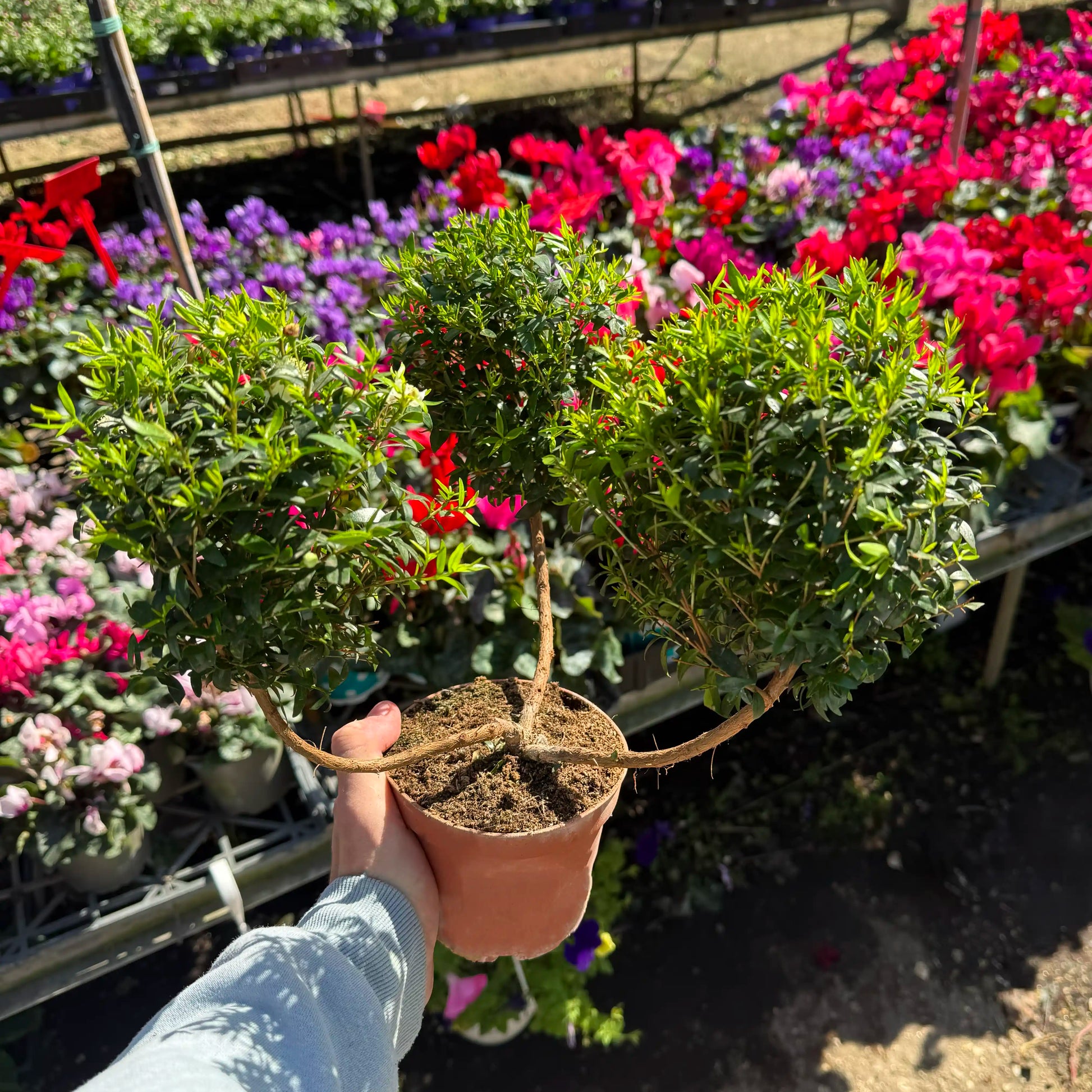 Person holding a small potted plant in a garden center with flowers in the background