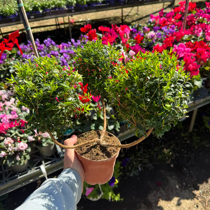 Person holding a small potted plant in a garden center with flowers in the background