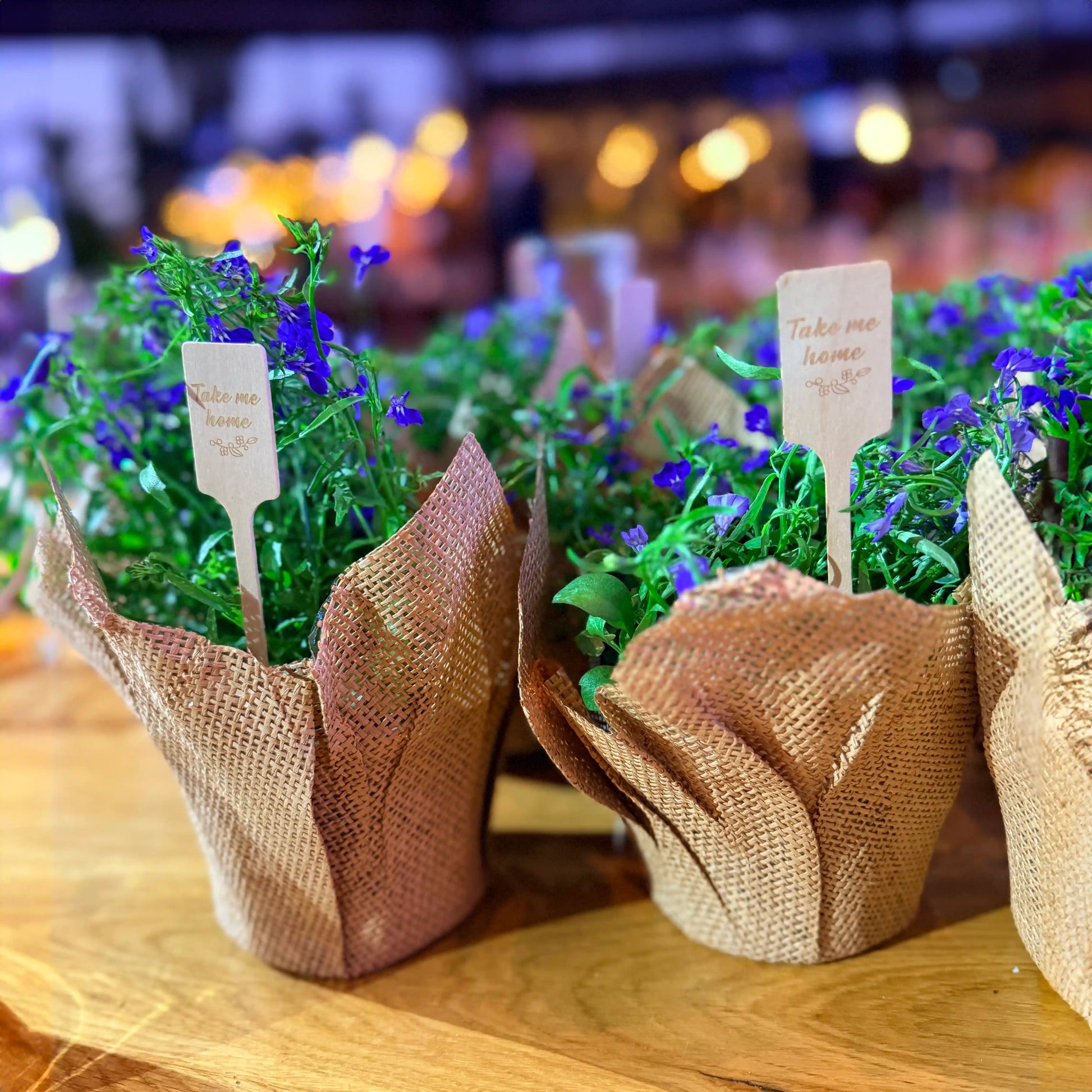 Small potted plants in burlap wraps with tags on a wooden surface.