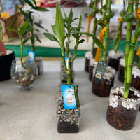Small potted bamboo plants on a table with blurred background