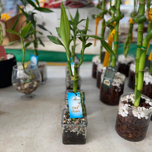 Small potted bamboo plants on a table with blurred background