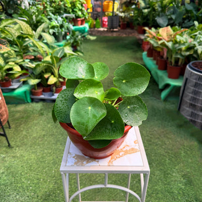 פפרומיה פילאה קערה קוטר 20 ס"מ