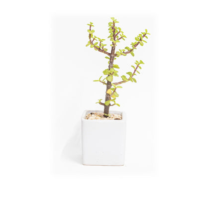 עץ הכסף מלבן 10 על 13 ס