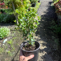 אוג מכחיל גלאוקה בעציץ שחור ברקע של גינה