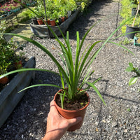 צמח לירופה בעציץ חום עם עלים ירוקים