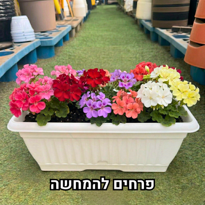 אדנית צבר אורך 40 ס"מ