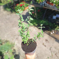 צמח זוטה לבנה מוחזק על ידי יד בעציץ אפור