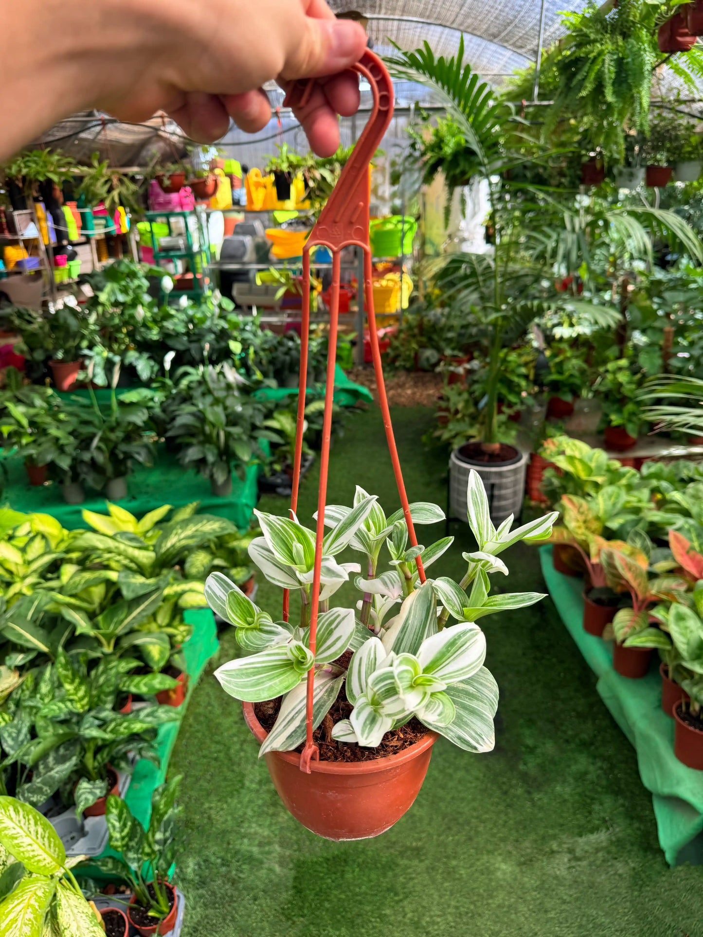 יהודי נודד נאנוק