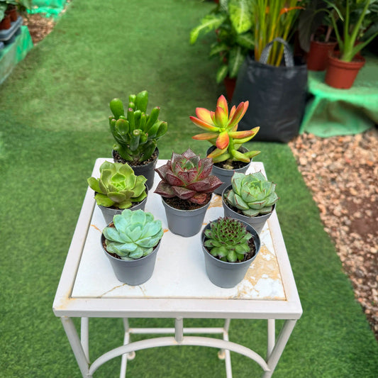 Succulent diameter 5 cm 