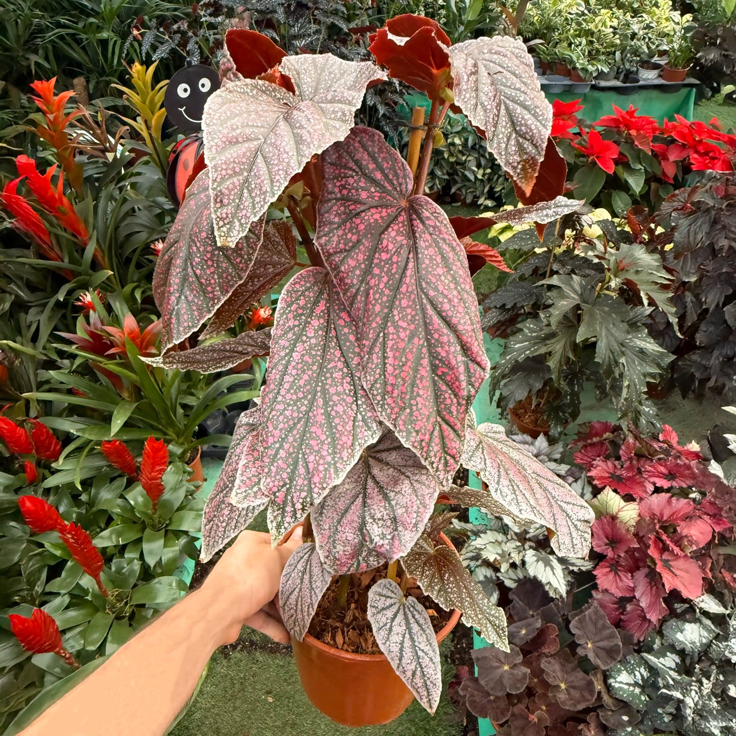 צמח בגוניה מאוריצי עם עלים עם נקודות ורודות ברקע של משתלה