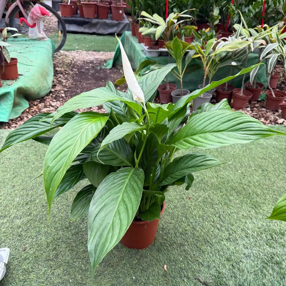 צמח ספטיפיליום עם פרח לבן באמצע