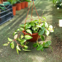 צמח בת שבע לבנה נתלה ברקע של צמחים אחרים