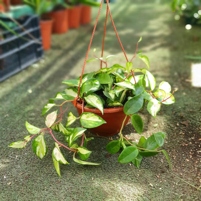 בת שבע לבנה קוטר עציץ 18 ס