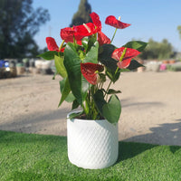 כד לבן עם פסים וצמח אנטוריום