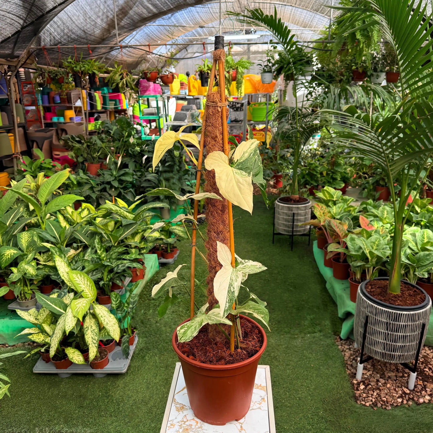 צמח סינגוניום אלבו עם עמוד מוס שהוא מטפס עליו ברקע של משתלה