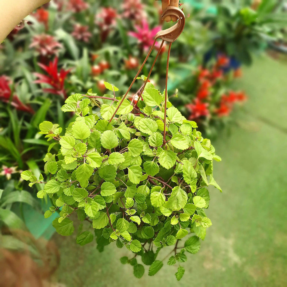 צמח קיסוס שוודי שהעלים שלו נשפכים מהעציץ