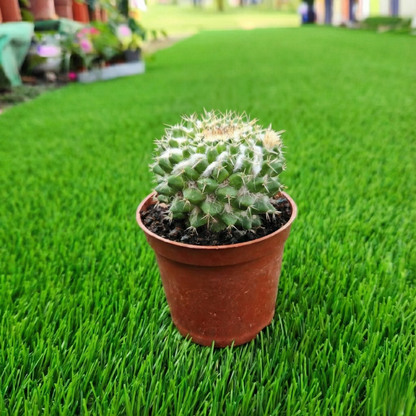 Small cactus in a pot on artificial grass