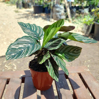 צמח קלתאה אורנטה עם עלים ירוקים ורודים