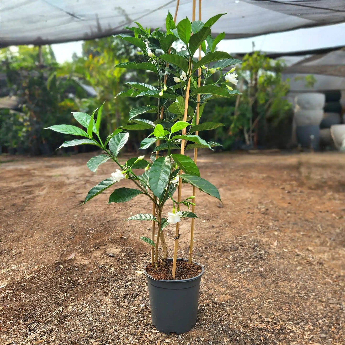 צמח בירנית מפוסקת עם עלים ירוקים ופרחים לבנים ברקע של משתלה