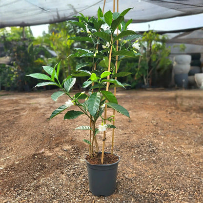 צמח בירנית מפוסקת עם עלים ירוקים ופרחים לבנים ברקע של משתלה