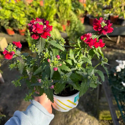 נמסיה קוטר עציץ 12 ס