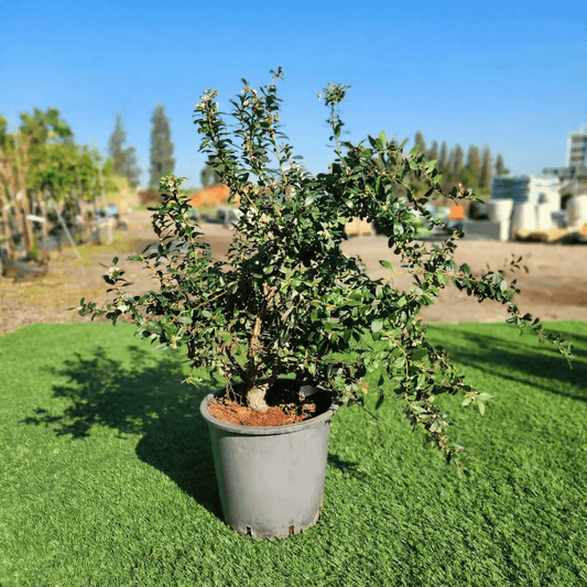 שיח אוכמניות סאן שיין בכלי 25 ליטר על דשא סינטטי