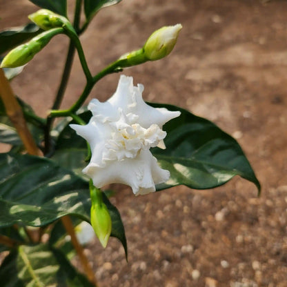 פרח לבן של הצמח בירנית מפוסקת עם עלים ירוקים ברקע מטושטש
