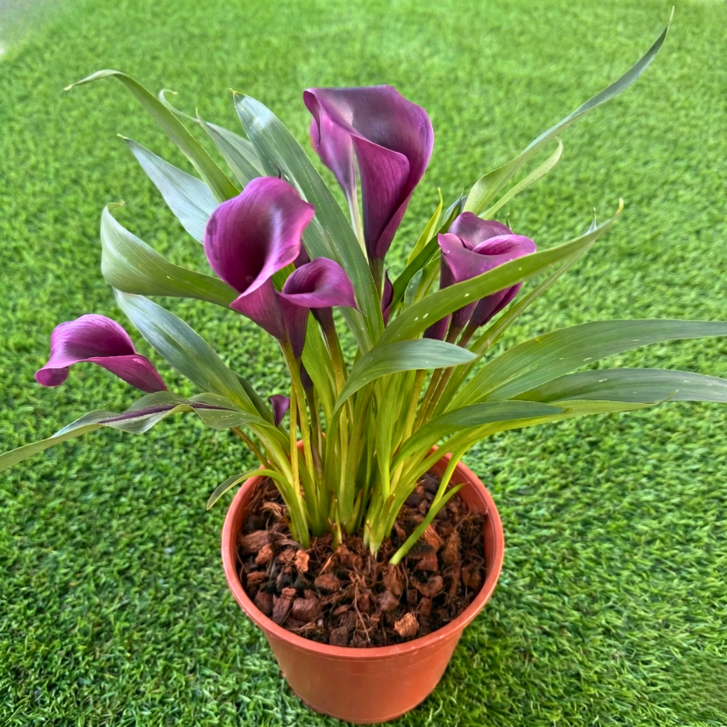 Potted plant with purple flowers on a grassy background