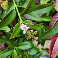 פרח של צמח בת אביב עם עלים ירוקים סגולים