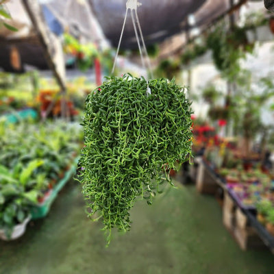 Кашпо для банановых деревьев Sanzio, 20 см 