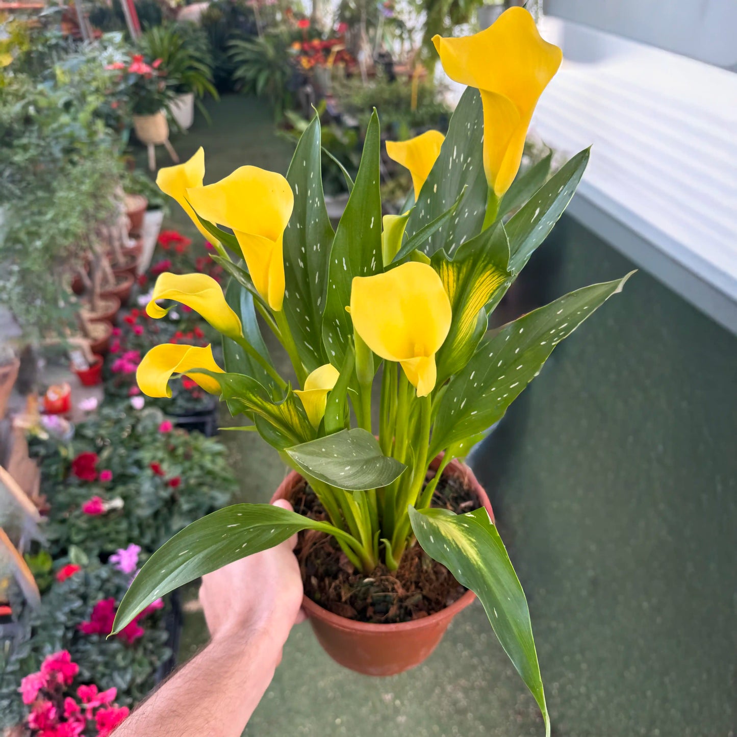 Potted yellow calla lily held by a hand with a garden background