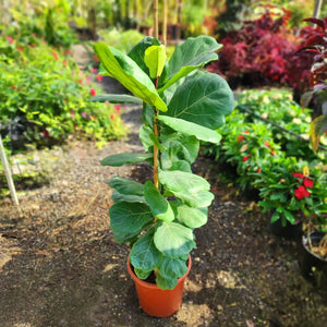 פיקוס כינורי עם עלים ירוקים גדולים ברקע של משתלה