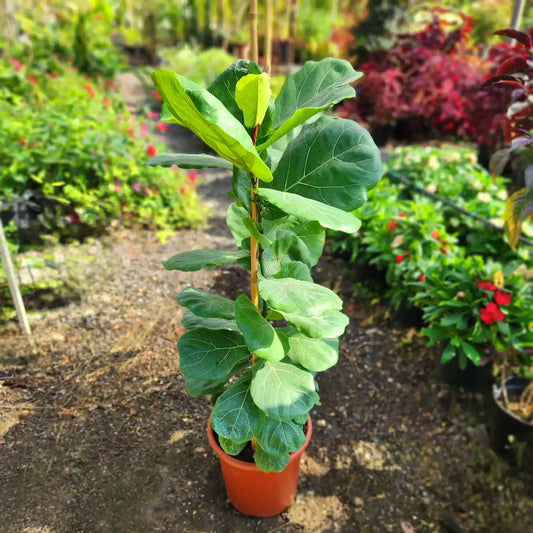 פיקוס כינורי עם עלים ירוקים גדולים ברקע של משתלה